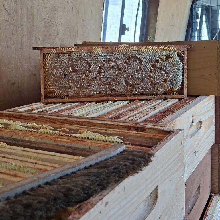 Récolte du miel d&rsquo;été à la Dultière